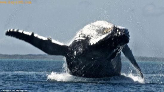 英国游客拍到两只驼背鲸跃身击浪瞬间(组图)