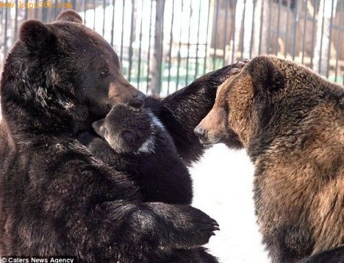俄罗斯棕熊爸爸与幼崽嬉戏 像人类一样举起幼儿