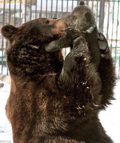 俄罗斯棕熊爸爸与幼崽嬉戏 像人类一样举起幼儿