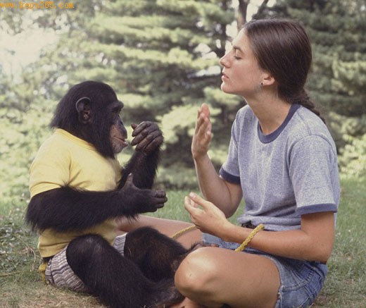 令人震惊的动物实验将猩猩当成人类小孩来抚养