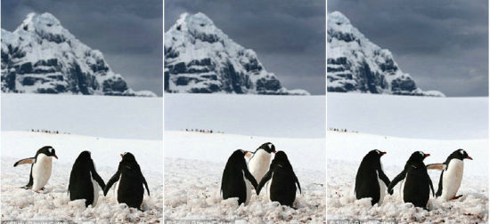 孤独的企鹅走向这对情侣，发现它们只专注于它们自己的事情，只好无趣地走开了