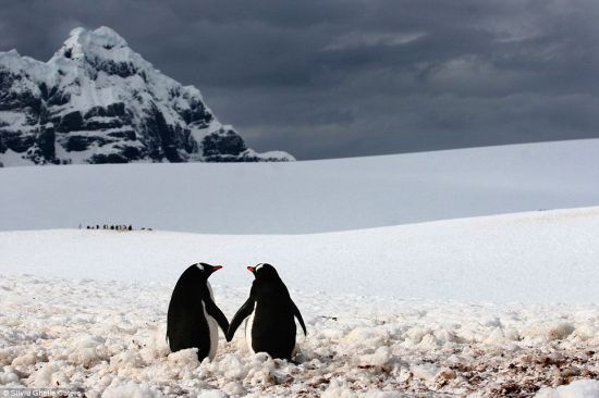 在南极半岛的一个天然海港洛克雷港，这对浪漫的企鹅情侣手牵着手站在一起，它们的朋友则聚集在较远处