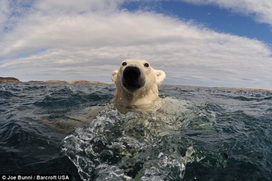 当这头北极熊在北冰洋里靠近法国环保人士乔-布尼时，他们相距不足20英寸(0.51米)