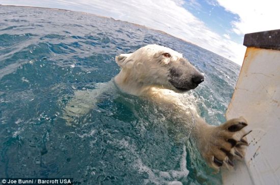 布尼曾冒然进入加拿大浅水湾的冰水里，当时一头北极熊对他的出现很反感，这迫使他迅速从水里爬出来