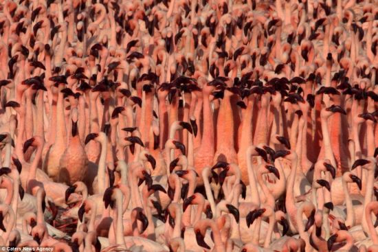 几百万火烈鸟前往这里繁殖，将博格里亚湖变成一片粉红色的海洋