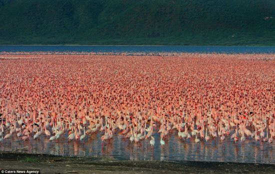 每年，肯尼亚的博格里亚湖都会出现大量火烈鸟集结的壮观景象，数量排在全球前列