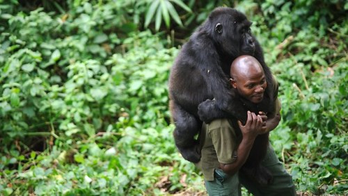 管理员背起大猩猩来玩耍。