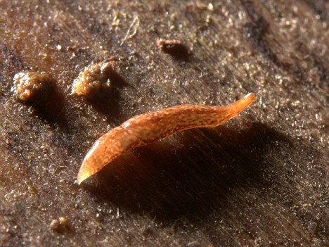 英国科学家首次发现的拥有60只眼睛的扁形虫