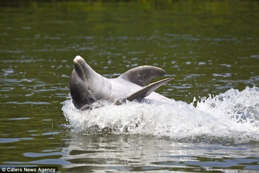 海豚“仰泳”