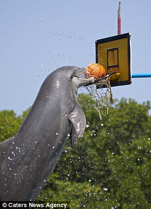海豚投球入篮 