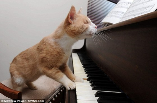 盲猫双脚按压钢琴键，护理员称它仿佛将弹琴看作是“与外界接触的方式”