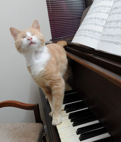 盲猫踩在钢琴键上，虽然双眼失明，但它看上去很享受