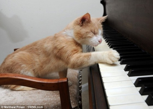 6岁大的猫“史蒂夫奇迹”对弹钢琴很热爱