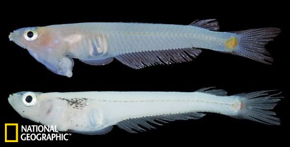雌性和雄性喉交鱼的生殖器官都长在嘴巴后面。