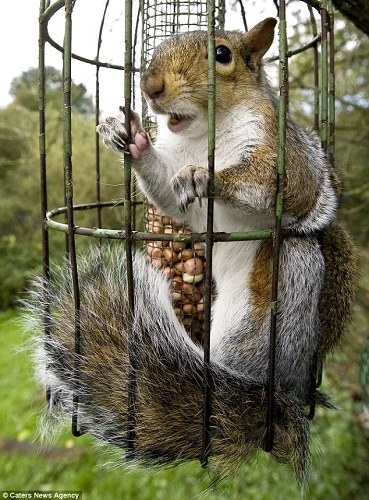 小松鼠偷吃鸟食，被困在了喂鸟器里