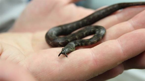 在史密森国家动物园出生的8条箭鼻水蛇之一，其鼻子上方长有触角