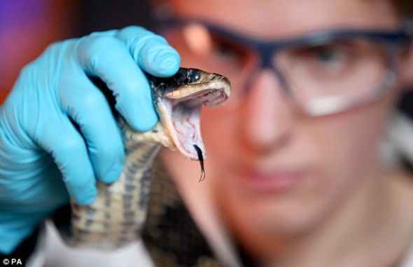 洛亚伦在伦敦科学博物馆开幕的展览会上演示了如何从一条巴西水王蛇体内提取毒液。