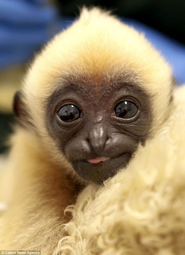 出生在澳大利亚珀斯动物园的一只小白颊长臂猿。
