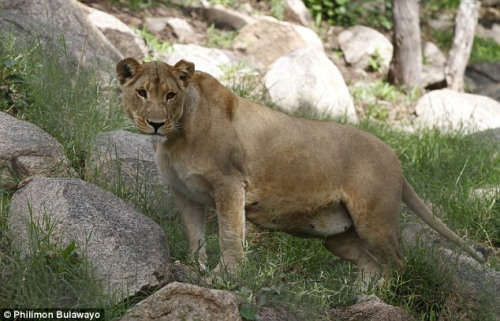 这头名叫“帕夏”的母狮11月4日产下8只幼崽。