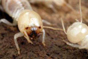科学家近日发现澳大利亚白蚁筑巢处含有大量黄金，这或将帮助人类找到潜在的金矿点。