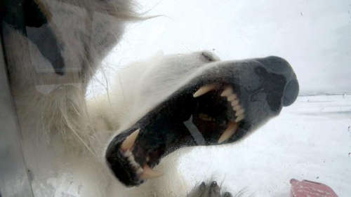 北极熊张开大嘴，试图撕咬躲在里面的摄影师。