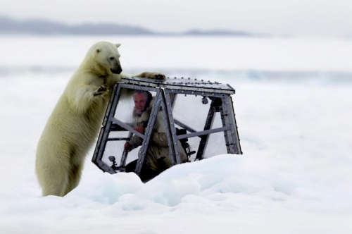 北极熊趴在安全罩上试图袭击摄影师。