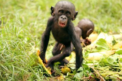 侏儒黑猩猩更愿意优先选择与陌生动物分享食物，而不是熟悉的伙伴