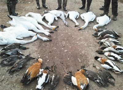 执法人员在岳阳洞庭湖湿地，发现多只天鹅和野鸭尸体。