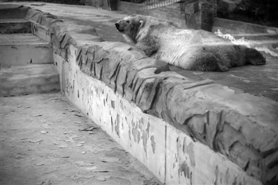 动物园北极熊生活条件差引质疑