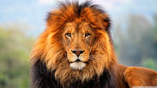 最新研究称40年内非洲狮群数量可能减半