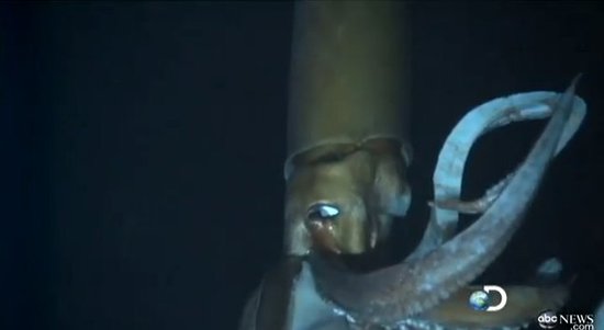 科学家公布拍摄到深海巨型乌贼的新技术