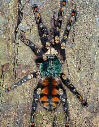 ������İ˴�֩��[��ͼ]