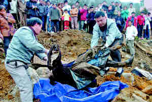 ����Ůʬ������