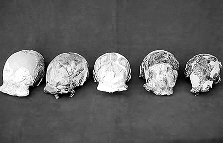 北京猿人,食人族