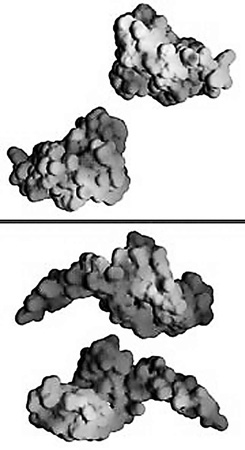 北京猿人,食人族