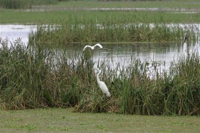 �����Źǣ�����