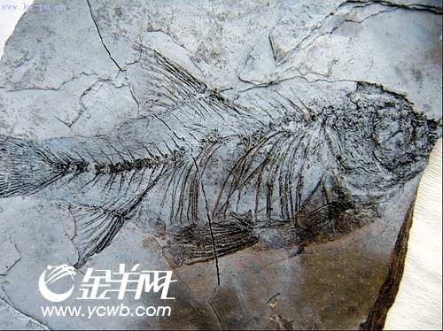 ��ˮ���ֹ����㻯ʯ ʼ�´���ʯȺ���ں���