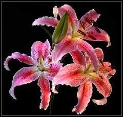 �������ͼ