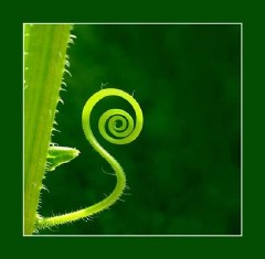 �������ͼ