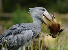 �������ͼ