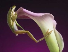 �������ͼ