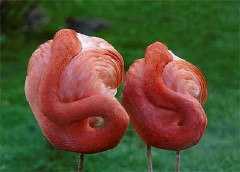 �������ͼ