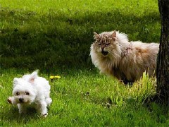 �������ͼ