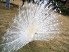 �������ͼ