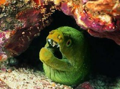 �������ͼ