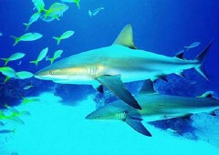 �������ͼ