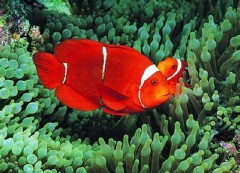 �������ͼ