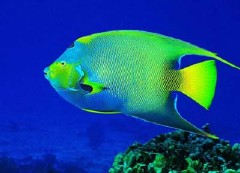 �������ͼ