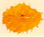 ��ͬ��ֲ���߷ۻ�ʯ