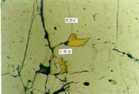 ����΢���¹۲쵽�Ľ�